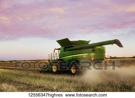 Stock Photograph - View from behind of a combine harvesting canola at sunset; Legal, Alberta, Canada. Fotosearch