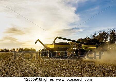 Stock Photograph - View from behind of canola harvesting and transferring the seeds to a grain buggy pulled by a tractor; Legal, Alberta, Canada. Fotosearch
