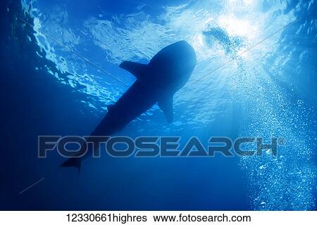 View Of A Whale Shark (Rhincodon Typus) From Below; Cebu, Central Visayas, Philippines View Large Photo Image Stock Photograph - View Of A Whale Shark (Rhincodon Typus) From Below; Cebu, Central Visayas, Philippines. Fotosearch