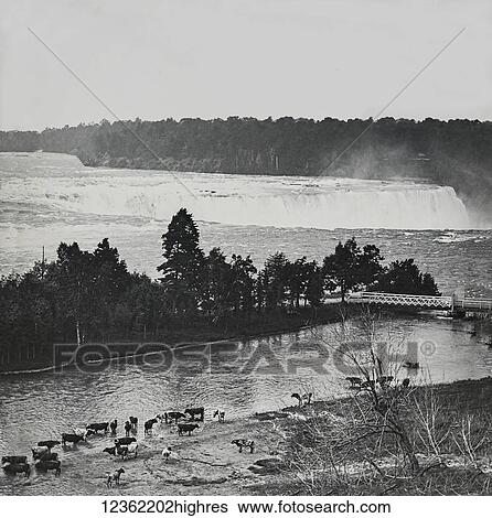 Vintage black and white image of cows standing in the shallow water of a river with a large waterfall in the background View Large Photo Image Stock Photograph - Vintage black and white image of cows standing in the shallow water of a river with a large waterfall in the background. Fotosearch