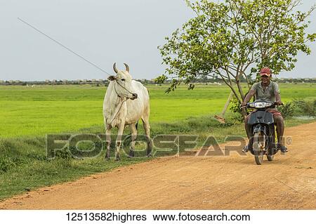 Stock Photograph - Water buffalo (Bubalus bubalis) next to a man riding a motorcycle, Lake Pearang; Siem Reap, Cambodia. Fotosearch