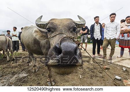 Water buffalo for sale at the Sunday market; Bac Ha, Lao Cai, Vietnam View Large Photo Image Stock Photograph - Water buffalo for sale at the Sunday market; Bac Ha, Lao Cai, Vietnam. Fotosearch
