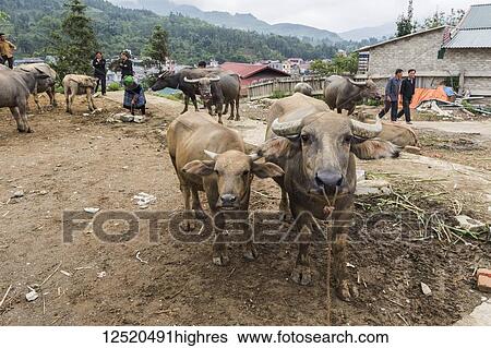 Stock Photograph - Water buffalo for sale at the Sunday market; Bac Ha, Lao Cai, Vietnam. Fotosearch