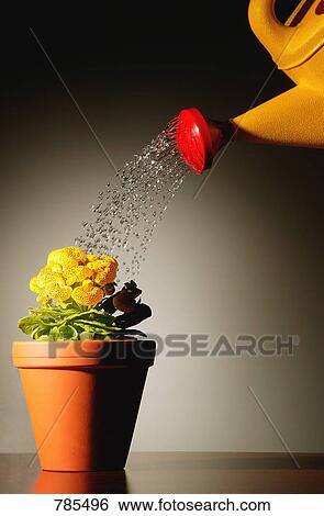 Stock Photograph - Watering a flower pot. Fotosearch