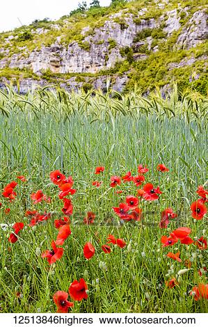 Stock Photograph - Wheat and poppies in a field near Cahors, the capital of the Lot department in Southwestern France; France. Fotosearch