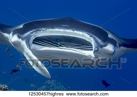 Stock Photograph - While a Hawaii Cleaner Wrasse (Labroides phthirophagus) searches for parasites in its mouth, a Reef Manta Ray (Mobula (formerly Manta) alfredi) hovers over a reef cleaning station off the Kona Coast, the Big Island, Hawaii, USA during the summer..... Fotosearch