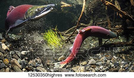 While her alpha male guards, a female Sockeye Salmon, also known as Red Salmon (Oncorhynchus nerka) excavates her redd in an Alaskan stream near Cordova, South-central Alaska; Alaska, United States of America View Large Photo Image Stock Photograph - While her alpha male guards, a female Sockeye Salmon, also known as Red Salmon (Oncorhynchus nerka) excavates her redd in an Alaskan stream near Cordova, South-central Alaska; Alaska, United States of America. Fotosearch