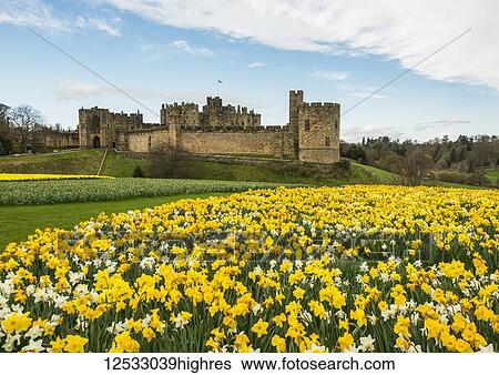 Stock Photograph - White and yellow daffodils ouside Alnwick Castle; 0rthumberland, England. Fotosearch