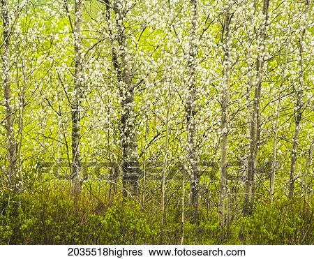 Stock Photograph - White Spring Poplar Leaves, Cole Harbour Heritage Provincial Park, Nova Scotia. Fotosearch