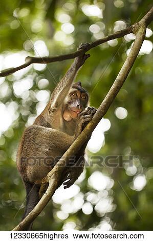 Wild Macaque, Rajah Sikatuna National Park; Bohol, Central Visayas, Philippines View Large Photo Image Stock Photograph - Wild Macaque, Rajah Sikatuna National Park; Bohol, Central Visayas, Philippines. Fotosearch