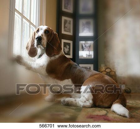 Window dog View Large Photo Image Stock Image - Window dog. Fotosearch