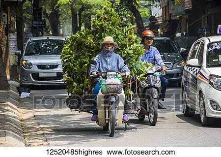 Stock Photograph - Woman carrying large plants on a motorcycle in the Old Quarter; Hanoi, Hanoi, Vietnam. Fotosearch
