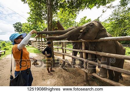 Stock Photograph - Woman feeding Asian elephant (Elephas maximus) calves, Elephant Village; Luang Prabang, Laos. Fotosearch