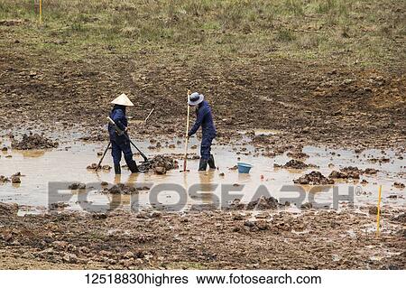 Stock Photograph - Women using a metal detector while clearing landmines in a field near Phonsavan; Xiangkhouang, Laos. Fotosearch