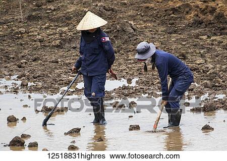 Stock Photograph - Women using a metal detector while clearing landmines in a field near Phonsavan; Xiangkhouang, Laos. Fotosearch