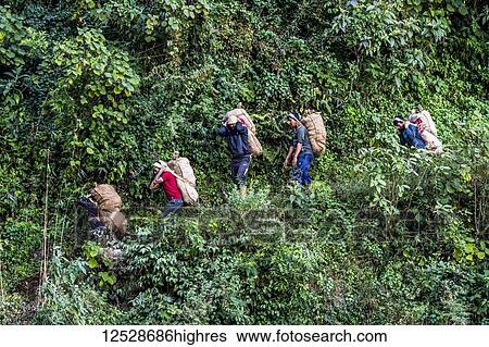 Stock Photograph - Workers carry large sacks on their backs down a path; Sikkim, India. Fotosearch