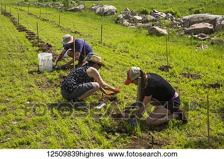 Stock Photograph - Workers planting grape vines in a field; Shefford, Quebec, Canada. Fotosearch
