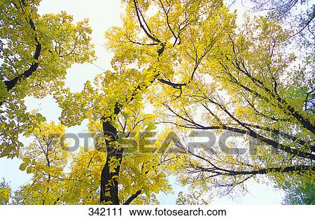 Stock Image - Yellow autumn leaves on trees. Fotosearch
