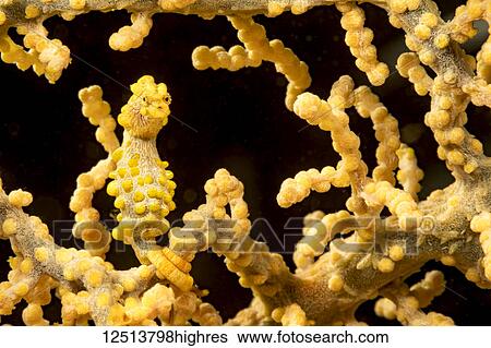 Stock Photograph - Yellow pygmy seahorse (Hippocampus bargibanti), also known as Bargibant's Pygmy Seahorse, camouflaged in coral. They are found from Southern tropical Japan, throughout the Philippines, Indonesia, east to Palau, Papua New Guinea, Solomon Islands, Fiji,.... Fotosearch