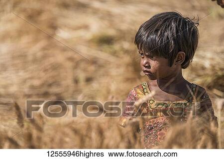 Stock Photograph - Young girl standing in a golden wheat field, Northern India; Rajasthan, India. Fotosearch