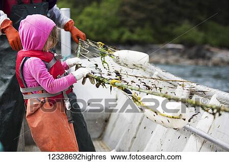Young girl working in her family's set-net skiff, Seldovia, South-central Alaska; Alaska, United States of America View Large Photo Image Stock Photograph - Young girl working in her family's set-net skiff, Seldovia, South-central Alaska; Alaska, United States of America. Fotosearch