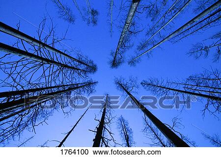 A bare forest View Large Photo Image Stock Image - A bare forest. Fotosearch