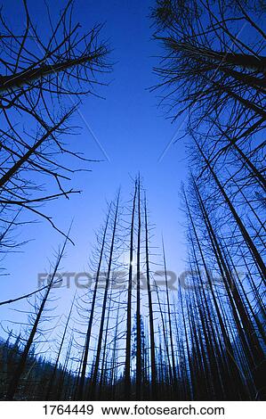 A bare forest View Large Photo Image Stock Photo - A bare forest. Fotosearch