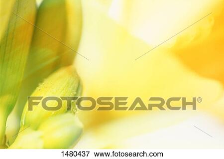 Stock Photo - A cheerful composition. Fotosearch