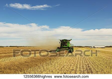 Stock Photograph - A combine is at work in the field while a grain truck waits for its next load during a canola harvest; Legal, Alberta, Canada. Fotosearch