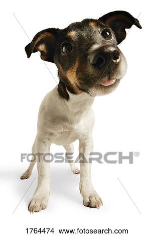 Picture - A cute dog. Fotosearch