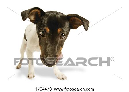 A cute dog View Large Photo Image Stock Image - A cute dog. Fotosearch