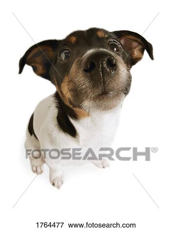 Stock Photo - A cute dog. Fotosearch