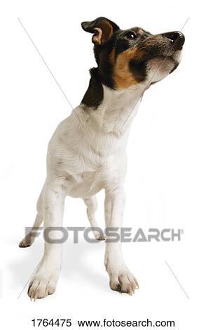 A cute dog View Large Photo Image Stock Photography - A cute dog. Fotosearch