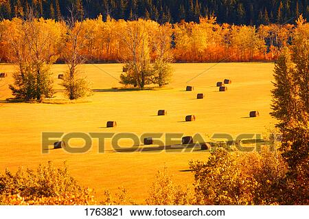 A field of bales in autumn View Large Photo Image Stock Image - A field of bales in autumn. Fotosearch