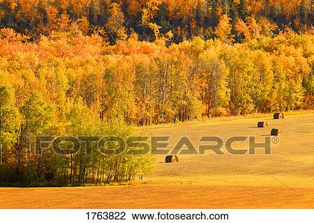 A field of bales in autumn View Large Photo Image Stock Image - A field of bales in autumn. Fotosearch