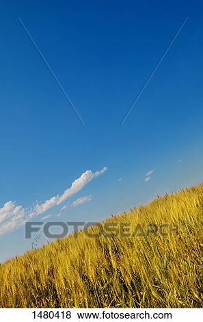 Stock Photo - A field of wheat. Fotosearch
