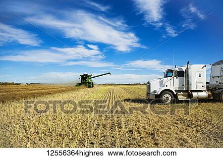 A grain truck waits for its next load during a Canola harvest while a combine is at work in the field; Legal, Alberta, Canada View Large Photo Image Stock Photograph - A grain truck waits for its next load during a Canola harvest while a combine is at work in the field; Legal, Alberta, Canada. Fotosearch