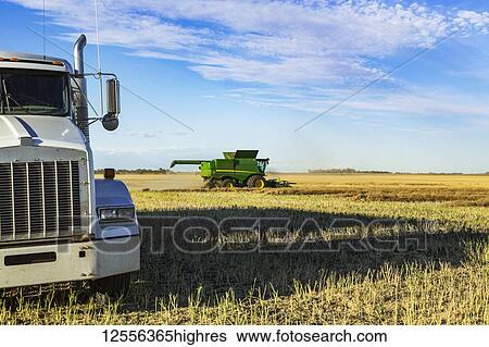 Stock Photograph - A grain truck waits for its next load during a canola harvest while a combine is at work in the field; Legal, Alberta, Canada. Fotosearch