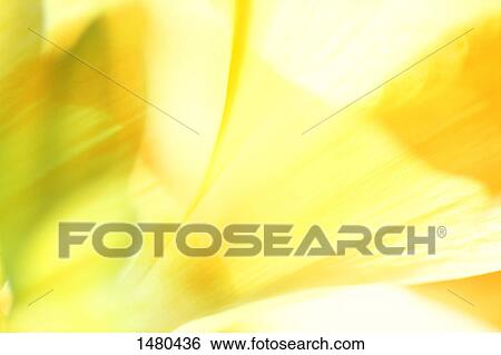 Stock Photograph - A splash of yellow and green. Fotosearch