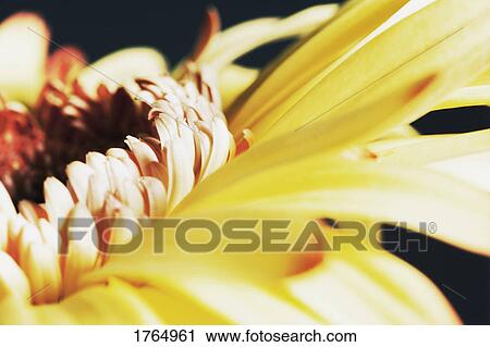 A yellow flower View Large Photo Image Stock Image - A yellow flower. Fotosearch