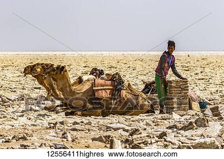 Stock Photograph - Afar salt miner binding salt blocks to be loaded on camels at the salt flats of Lake Karum (Lake Assale), Danakil Depression; Afar Region, Ethiopia. Fotosearch