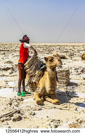 Afar salt miner loading salt blocks on a camel at the salt flats of Lake Karum (Lake Assale), Danakil Depression; Afar Region, Ethiopia View Large Photo Image Stock Photograph - Afar salt miner loading salt blocks on a camel at the salt flats of Lake Karum (Lake Assale), Danakil Depression; Afar Region, Ethiopia. Fotosearch