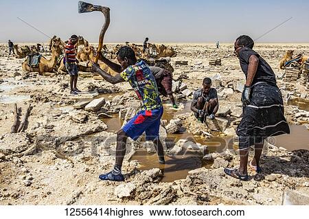 Afar salt miner using a traditional axe to cut and shape salt into blocks in the salt flats of Lake Karum (Lake Assale), Danakil Depression; Afar Region, Ethiopia View Large Photo Image Stock Photograph - Afar salt miner using a traditional axe to cut and shape salt into blocks in the salt flats of Lake Karum (Lake Assale), Danakil Depression; Afar Region, Ethiopia. Fotosearch