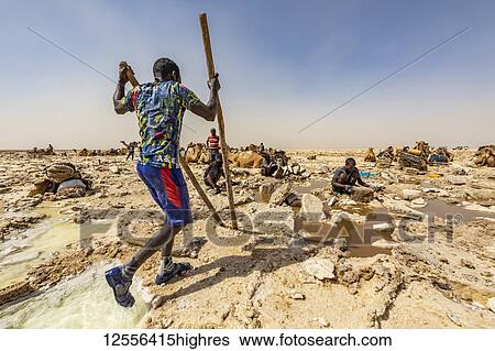 Stock Photograph - Afar salt miner using poles to lift pieces of salt in the salt flats of Lake Karum (Lake Assale), Danakil Depression; Afar Region, Ethiopia. Fotosearch