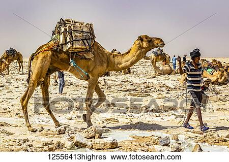 Stock Photograph - Afar salt miner walking with camel laden with salt blocks at the salt flats of Lake Karum (Lake Assale), Danakil Depression; Afar Region, Ethiopia. Fotosearch