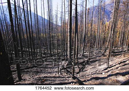 After a forest fire View Large Photo Image Stock Image - After a forest fire. Fotosearch