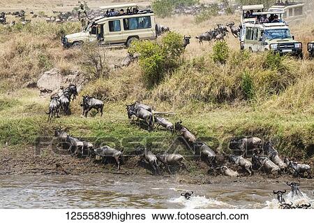 After crossing the Mara River, Wildebeests (Connochaetes taurinus) ascend steep bank and thread their way through safari vehicles filled with tourist, Serengeti National Park; Tanzania View Large Photo Image Stock Photograph - After crossing the Mara River, Wildebeests (Connochaetes taurinus) ascend steep bank and thread their way through safari vehicles filled with tourist, Serengeti National Park; Tanzania. Fotosearch
