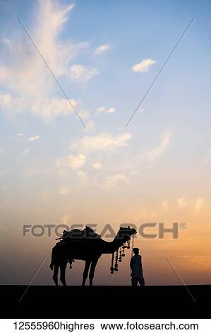 Stock Photograph - Camel decorated for rides at sunset in the desert; Rajasthan, India. Fotosearch
