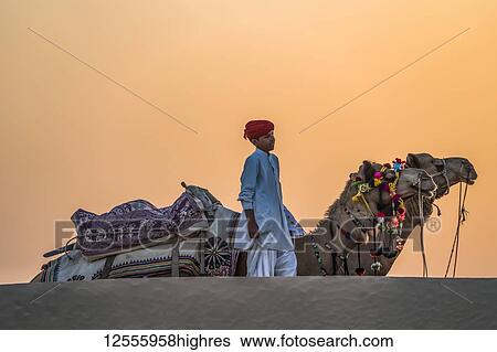Stock Photograph - Camels decorated for rides at sunset in the desert; Rajasthan, India. Fotosearch