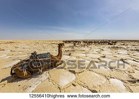 Stock Photograph - Camels in the salt flats of Lake Karum (Lake Assale), Danakil Depression; Afar Region, Ethiopia. Fotosearch